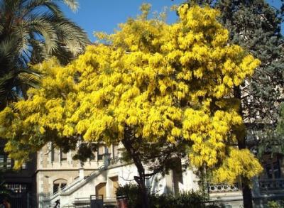 HAN FLORECIDO LAS MIMOSAS